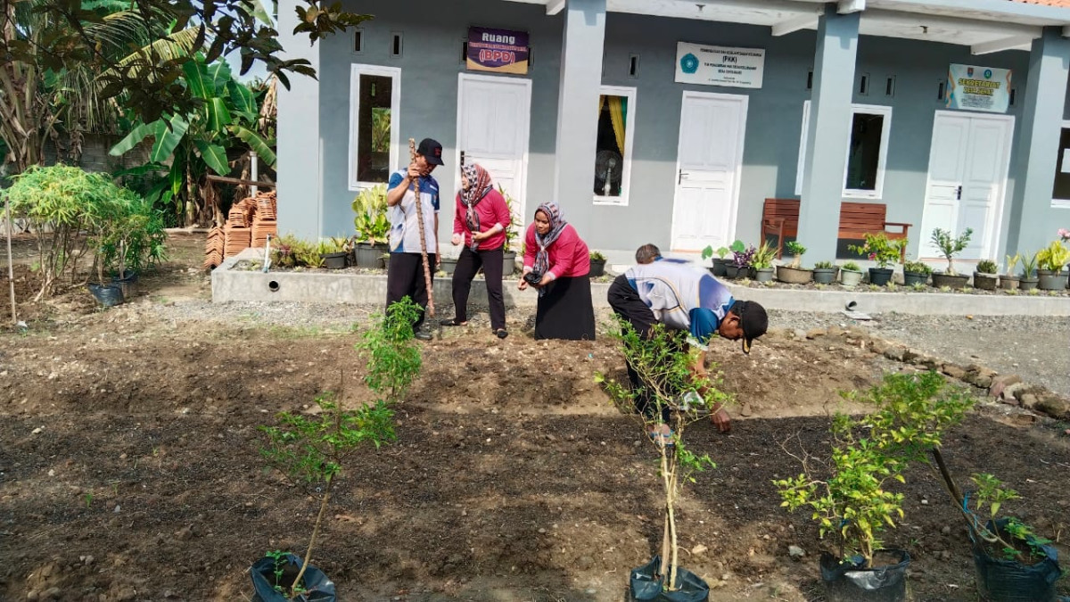 menanam kangkung