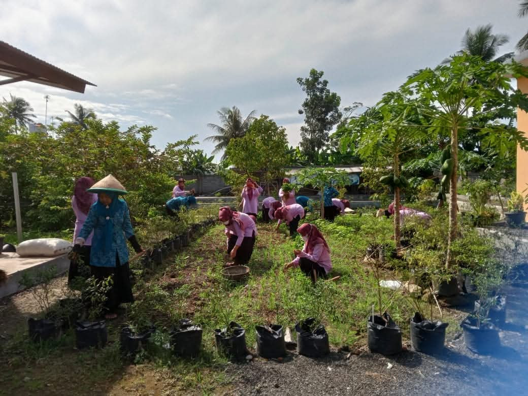perawatan tanaman cabe kangkung kwt desa cinyawang