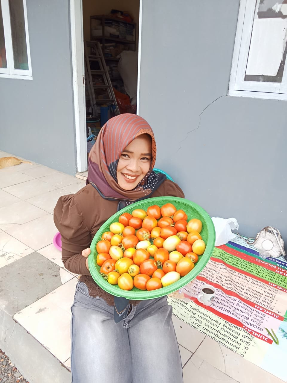 panen tomat Kwt desa cinyawang
