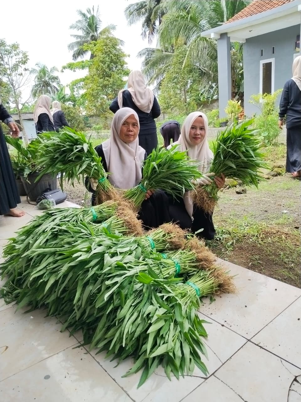 panen kangkung pkk desa cinyawang