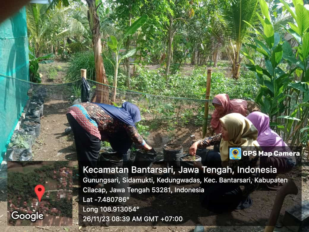 Penanaman benih cabe di kwt sri rejeki kedungwadas