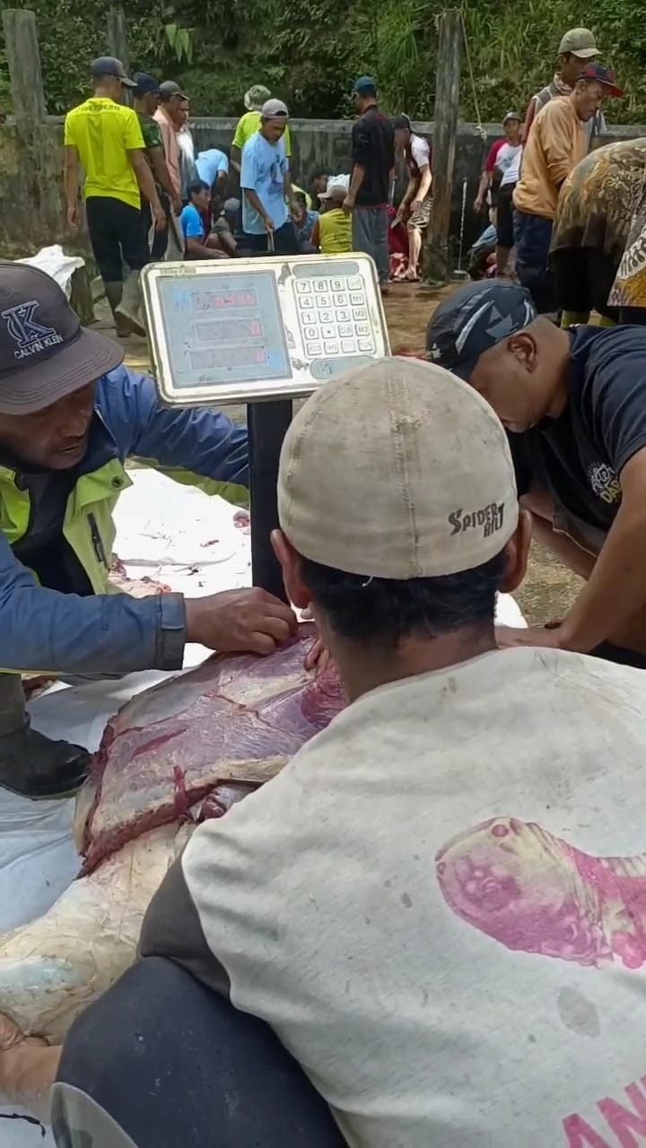 Memasuki hari raya idul fitri, warga Madukoro patungan menyembelih 8 ekor sapi untuk memuliakan tamu