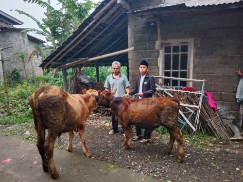 Bantuan hewan ternak sapi  - Meningkatkan ketahanan pangan dan ekonomi masyarakat petani