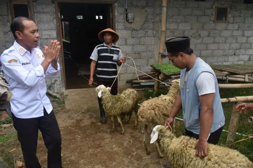 Bantuan hewan ternak kambing  - Stimulus ketahanan pangan kelompok tani
