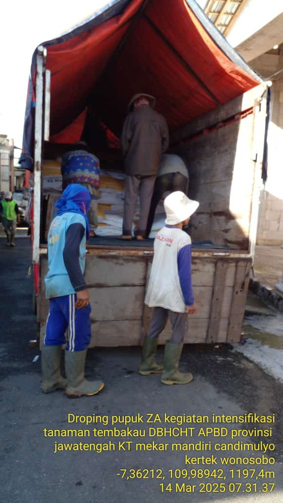 Bantuan Pupuk Fertila 4,5 Ton - Intensifikasi Tanaman Tembakau KT Mekar Mandiri