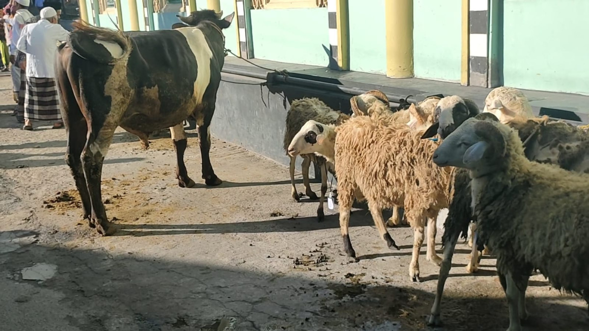 Sebanyak 6 Ekor Sapi dan 140 Kambing Jumlah Kurban Desa Candimulyo 1446 H - Wujud kepedulian dan berbagi kepada sesama