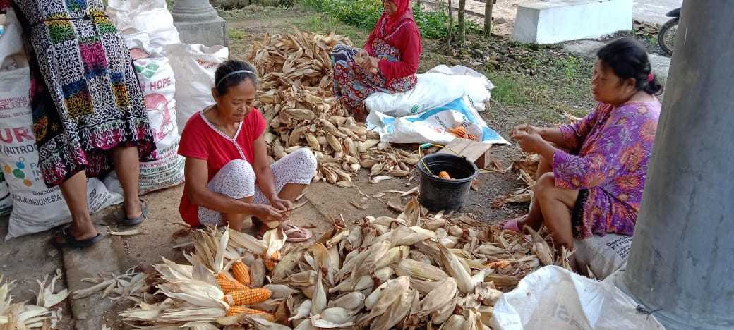 Panen jagung tuk menambah ekonomi masyarakat desa kalanglindo