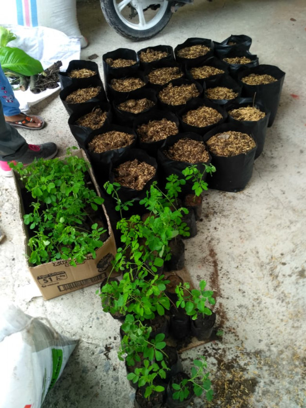 Kegiatan minggu pagi senam dilanjutkan menanam daun kelor 