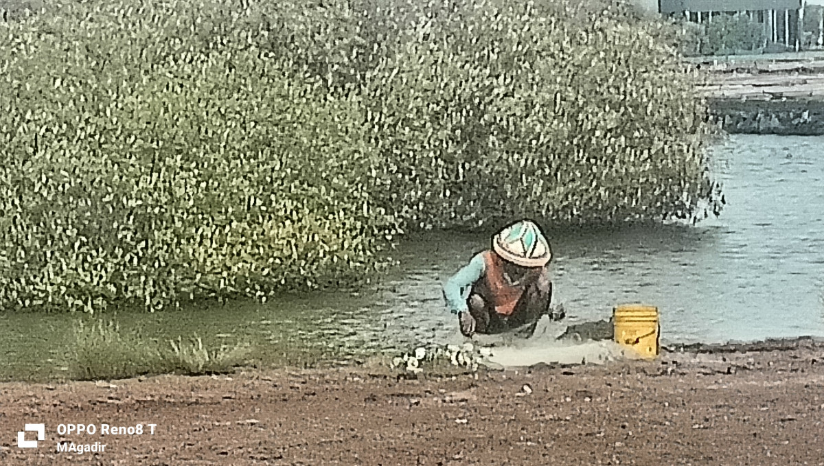 jala ikan