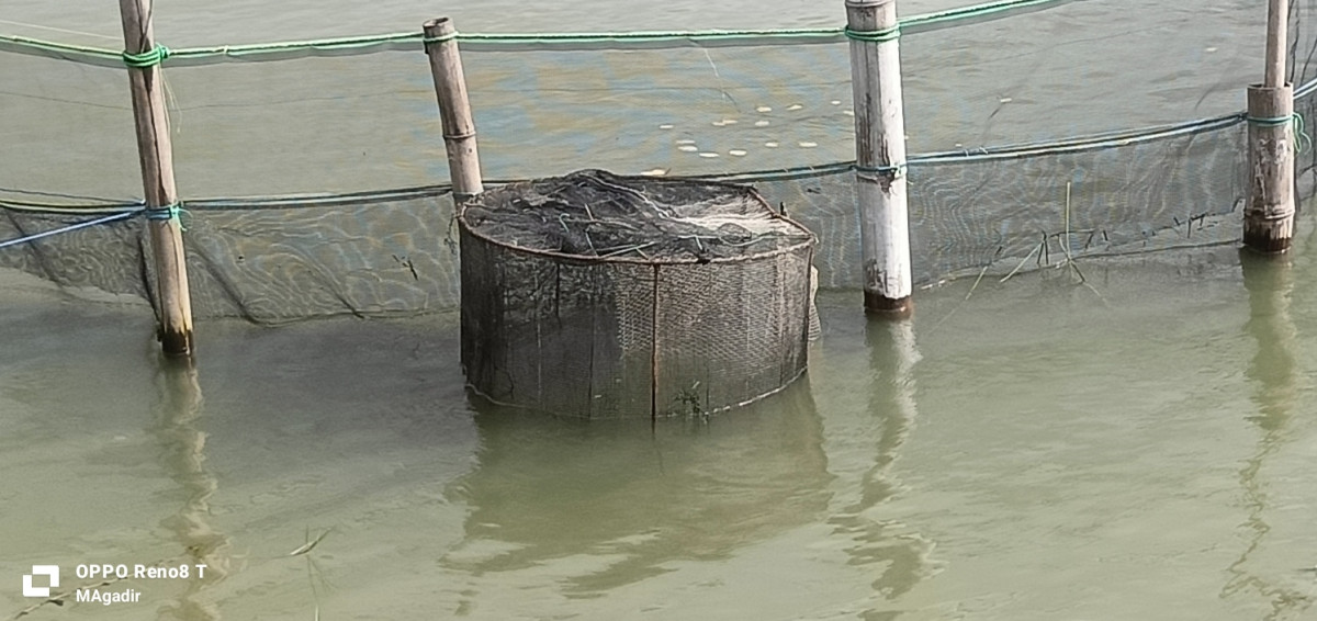 alat tangkap udang impes