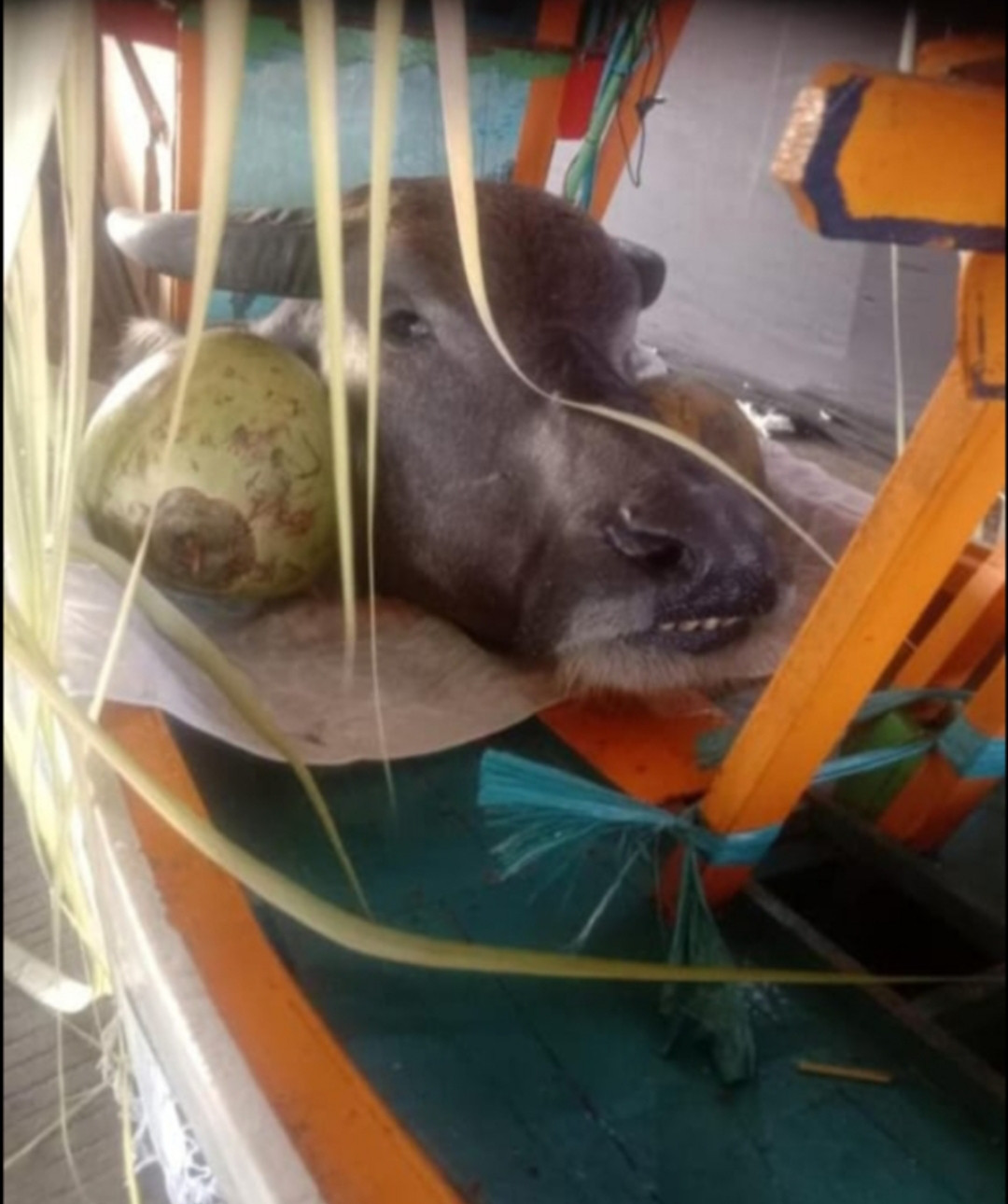 Larungan kepala kerbau