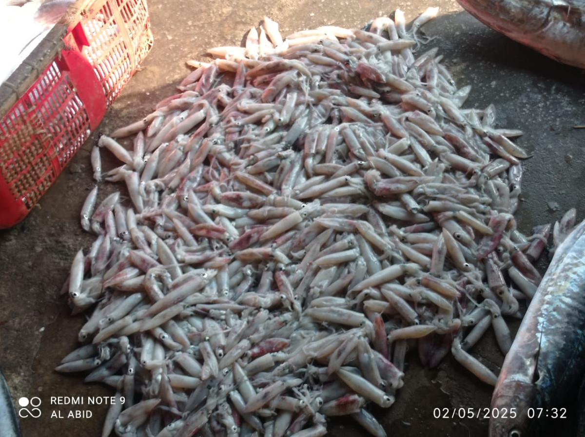 ikan cumi