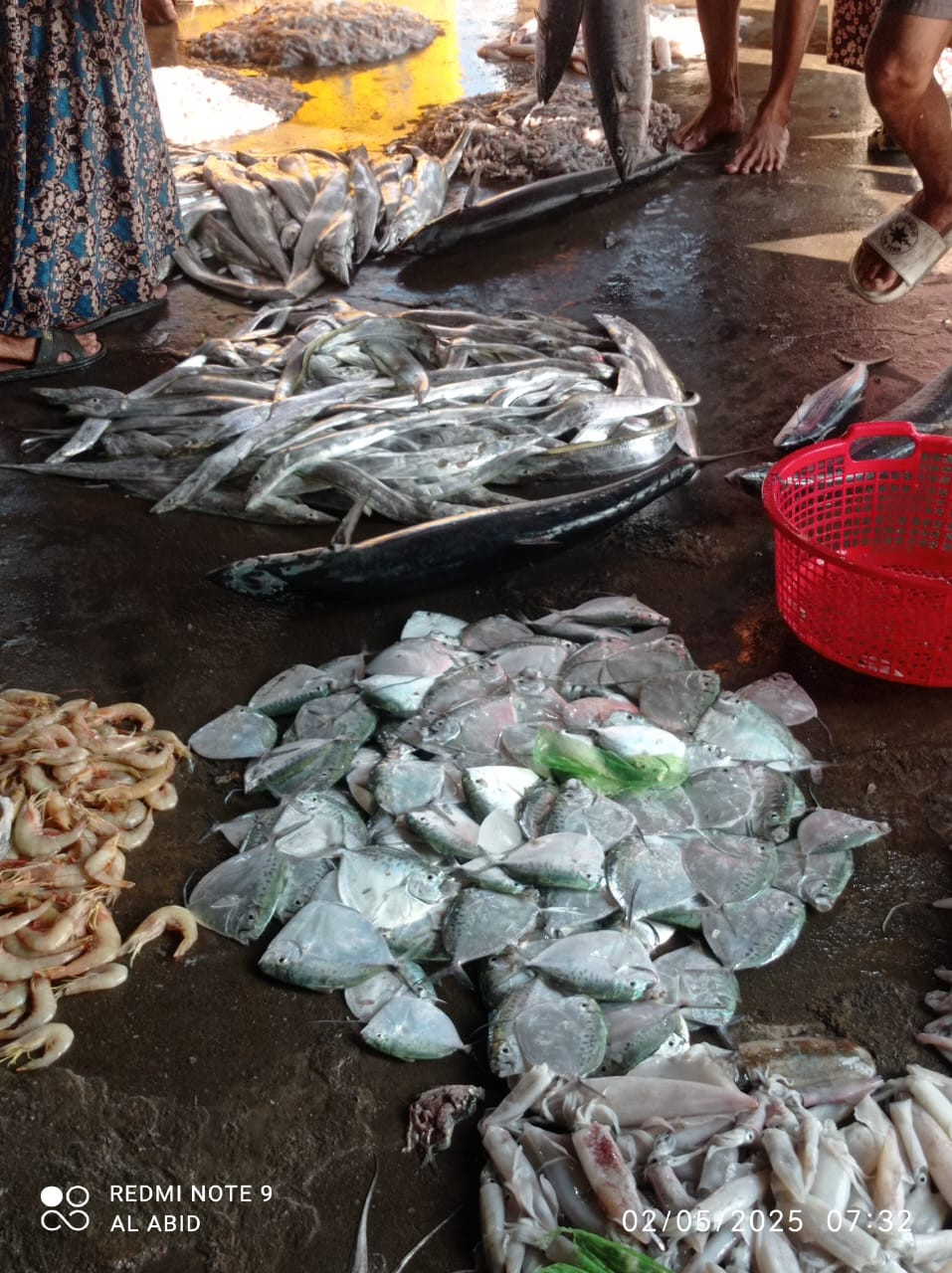 berbagai jenis ikan laut