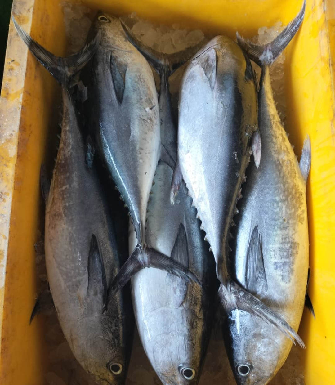 ikan tongkol jumbo