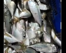 lelang ikan kembung harga melambung