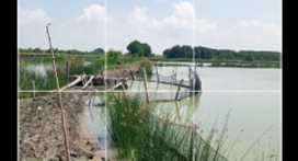 banyak tanggul tambak yang rusak
