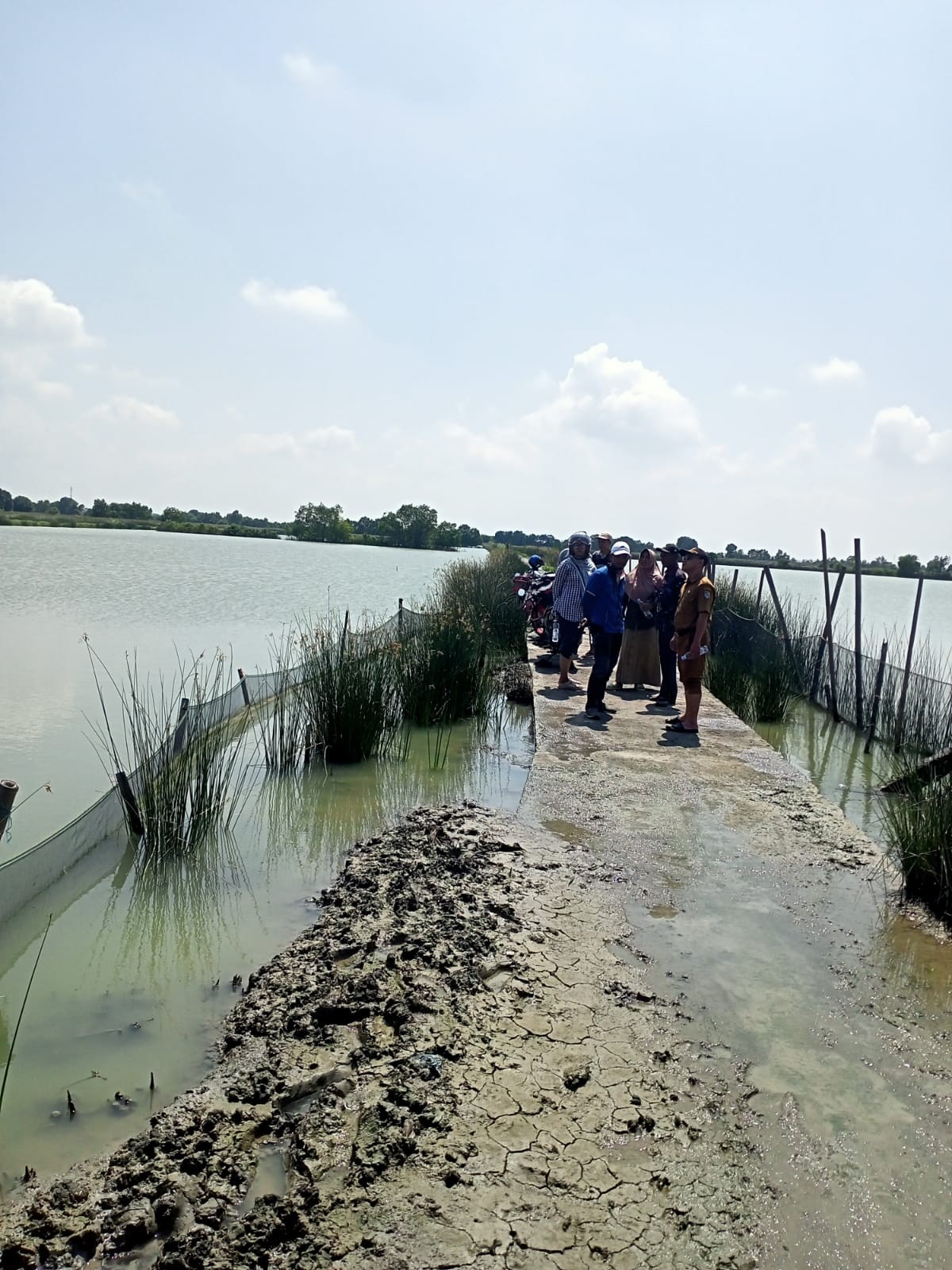 memantau tanggul tambak yang rusak