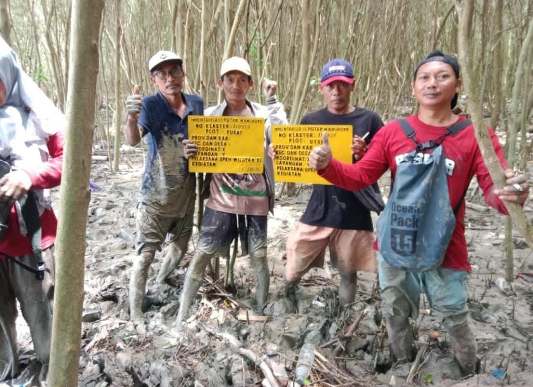 Penanaman kembali bibit pohon mangrove untuk menahan abrasi air laut