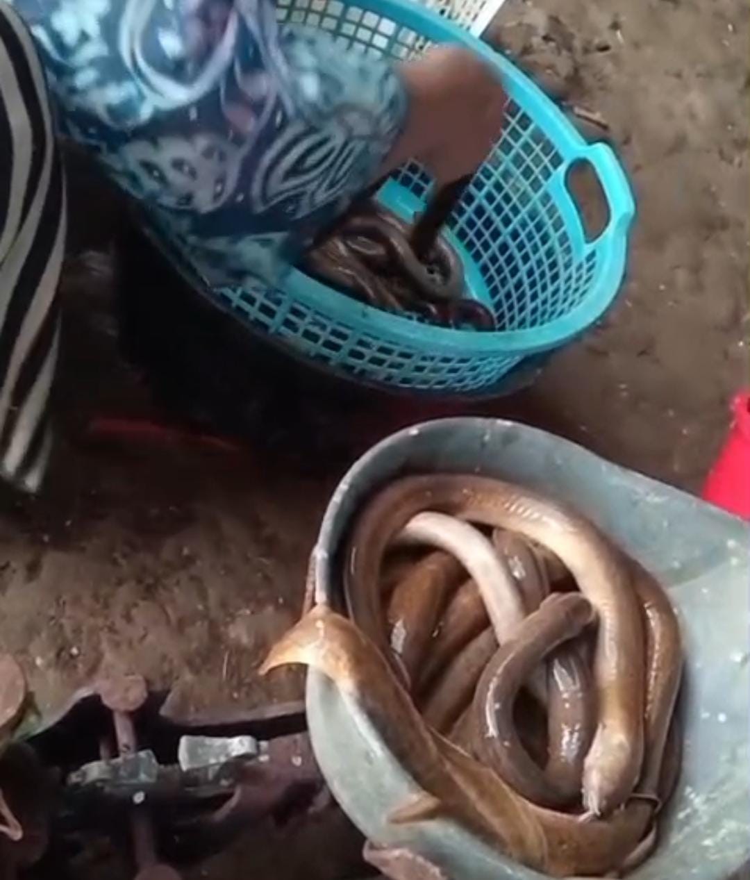 Hasil tangkapan /mancing belut para petani dan para pemancing belut