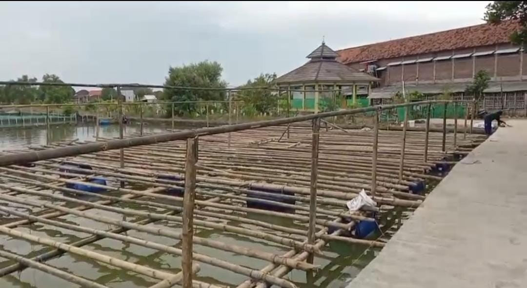 Pengembangan bebek telur dengan metode kandang apung