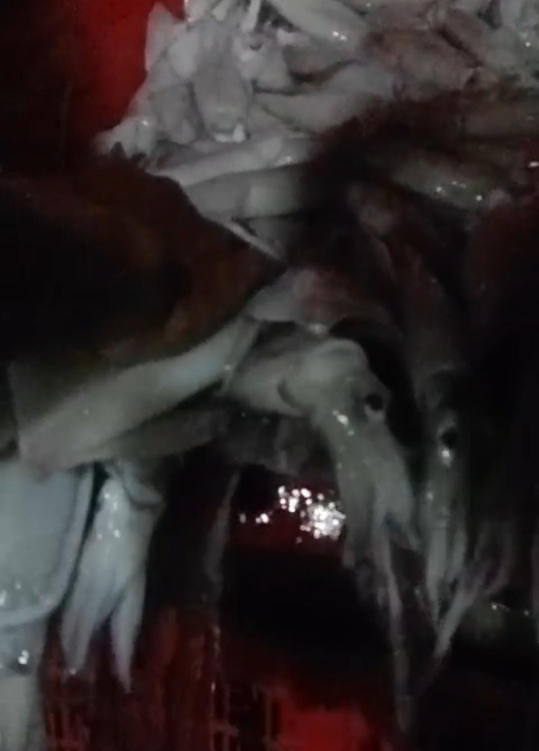 Hasil tangkapan nelayan ikan cumi sangat banyak