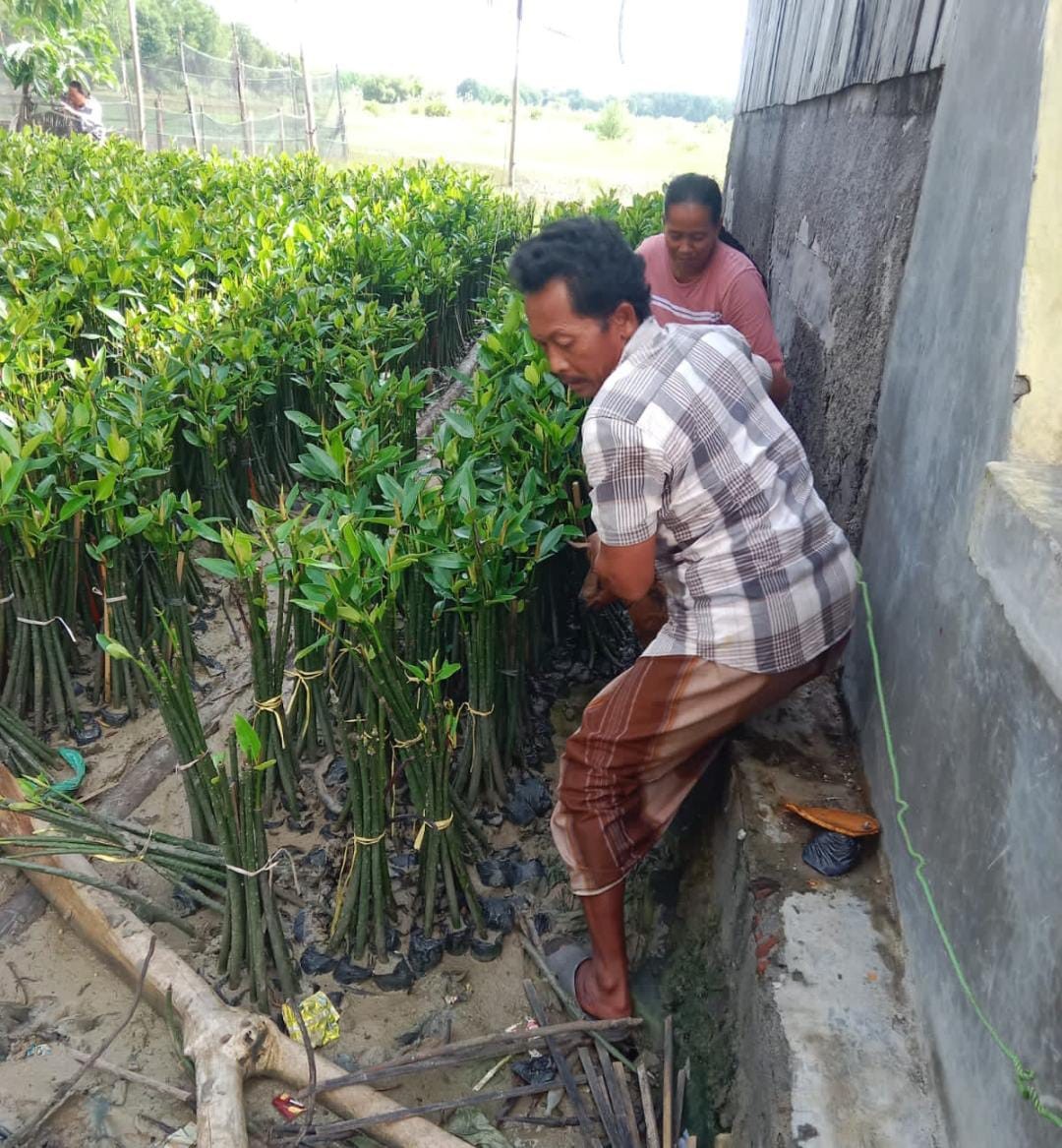 Perawatan bibit nangrof biat tidak mati