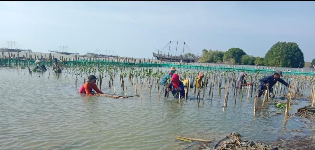Penanaman bibit  nangrove di area pesisir muarademak