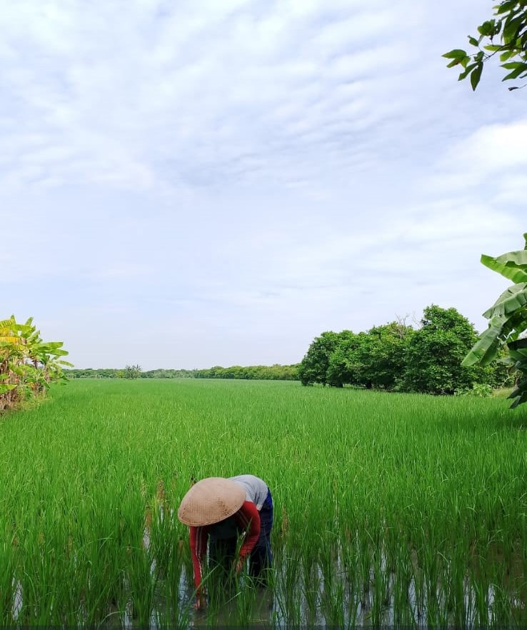Penanaman Padi di Lahan Pertanian Desa Wedung