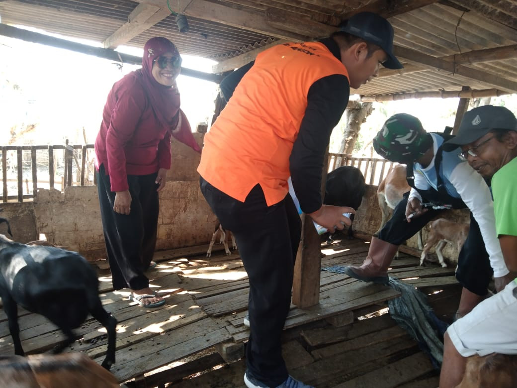 vaksin kambing