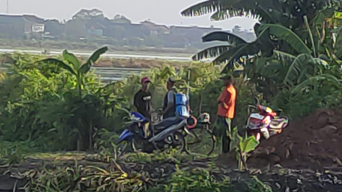 Membersihkan saluran air sawah