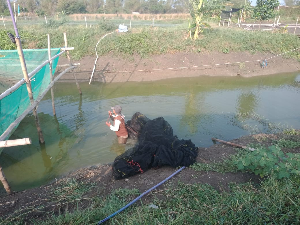 Budidaya ikan lele