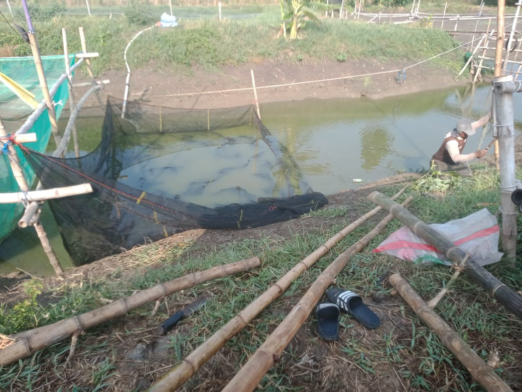 Budidaya ikan lele