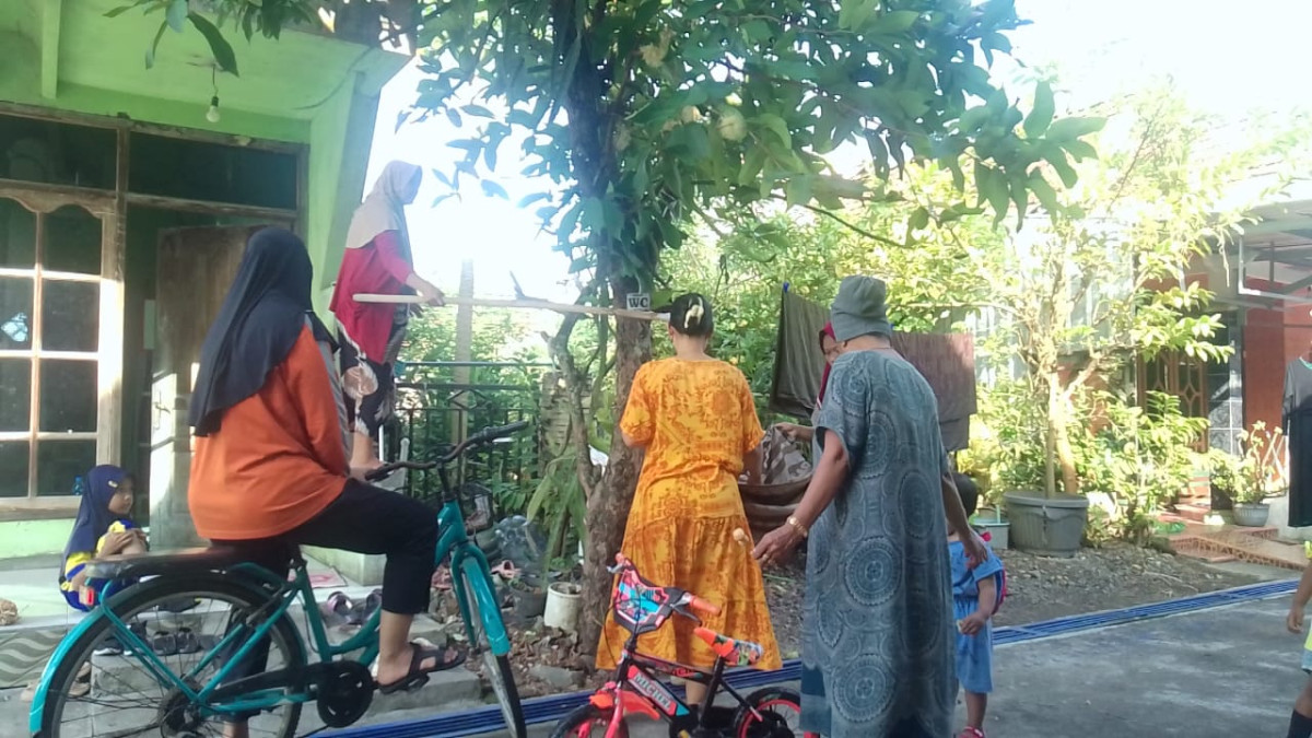 Panen jambu