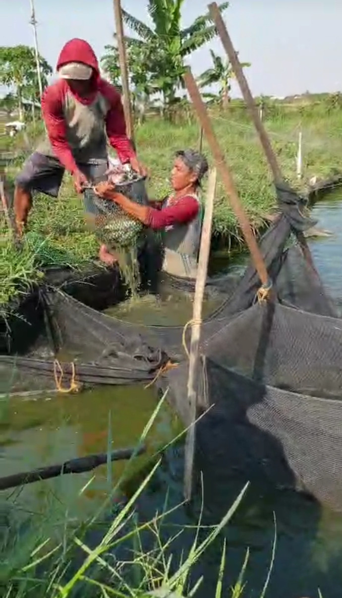 Panen ikan lele