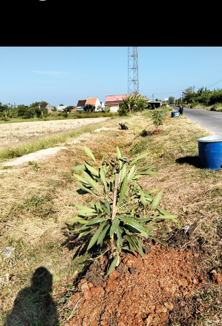 Penanaman pohon tabubuya