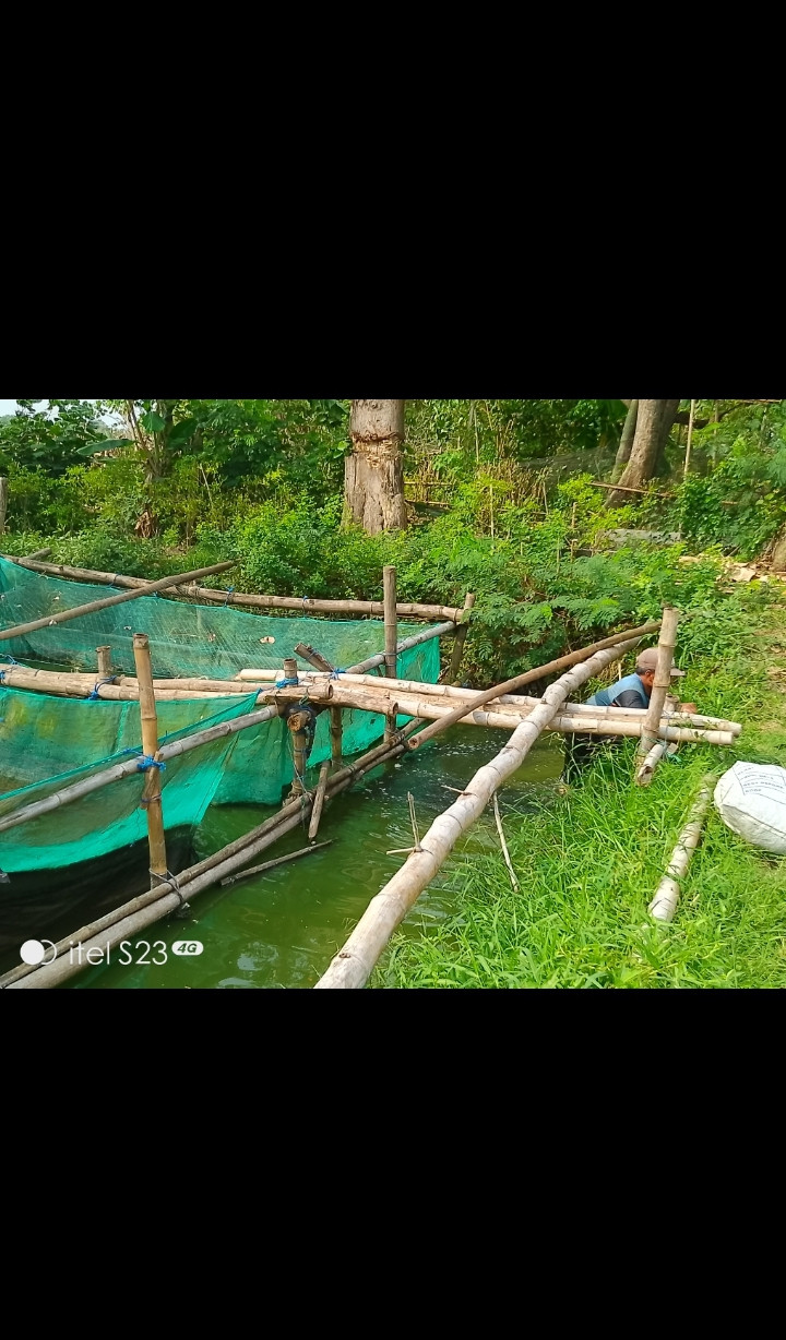 Budi daya ikan lele