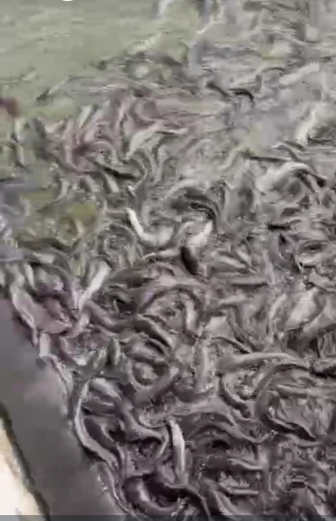 Budi daya ikan lele