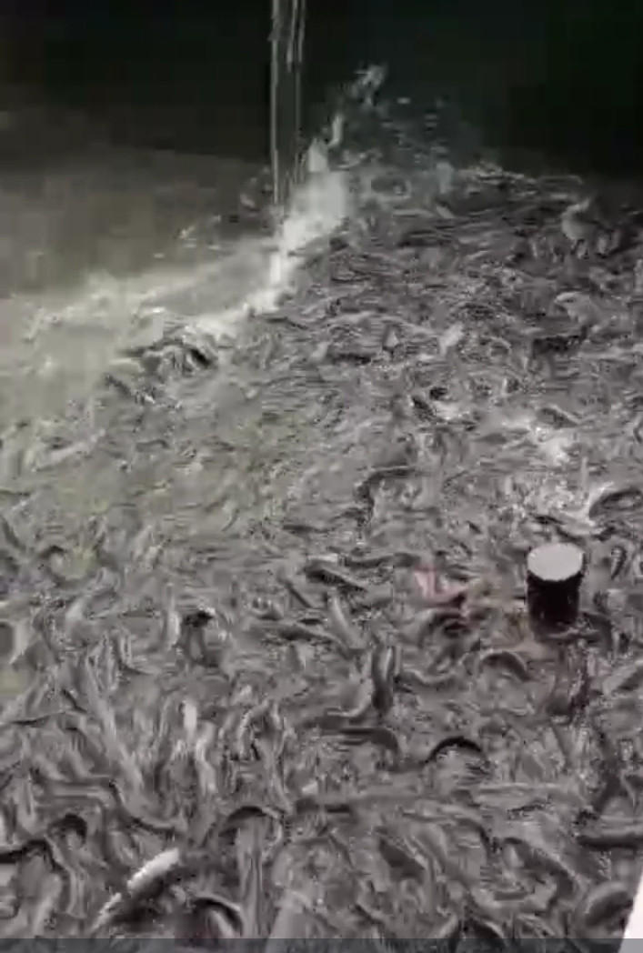 Budi daya ikan lele