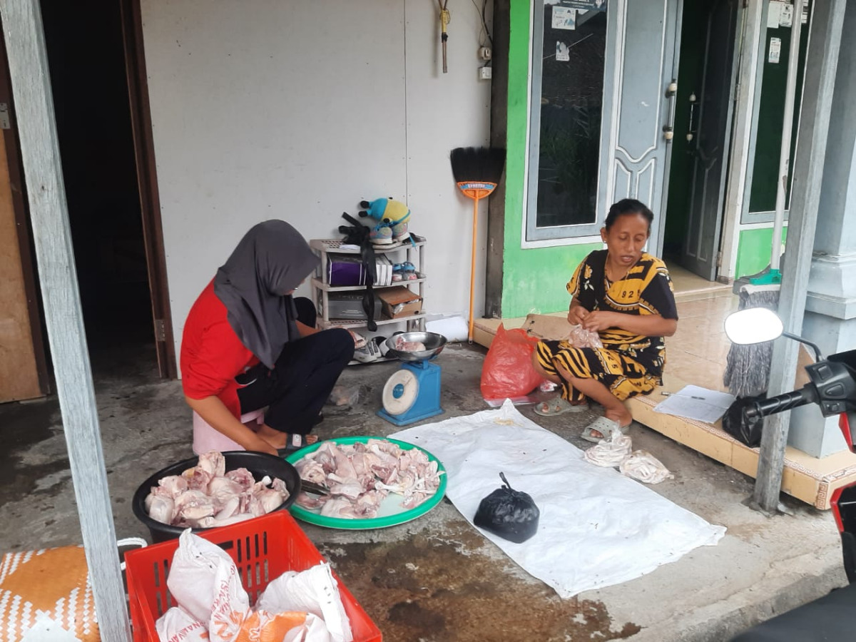 Menjual ayam ternak
