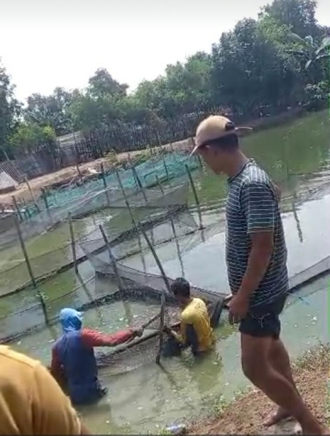Panin lele
