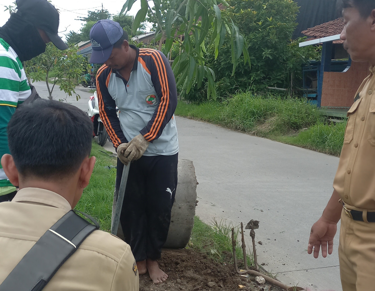 penghijauan pohon di tepi jalan desa