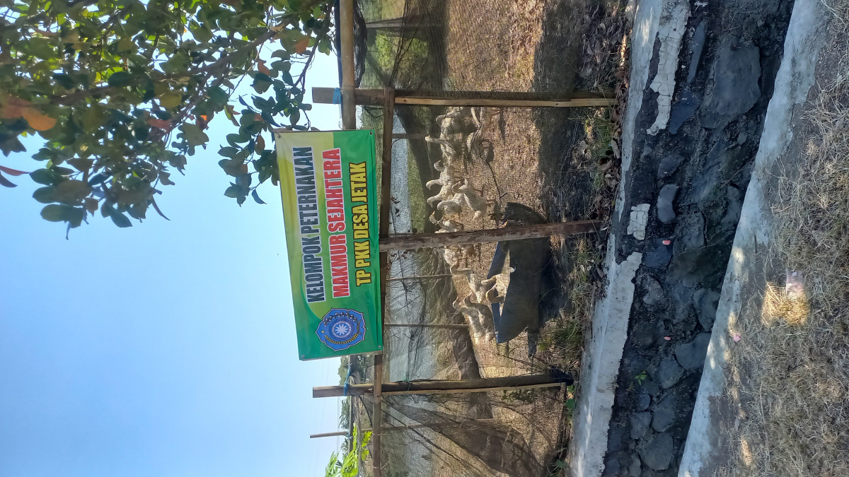 peternakan bebek jenis peking oleh pkk desa jetak
