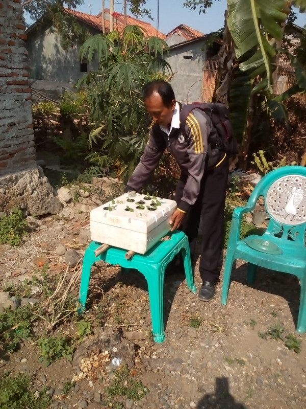 Pemeliharaan tumbuhkembang tanaman Hydroponic