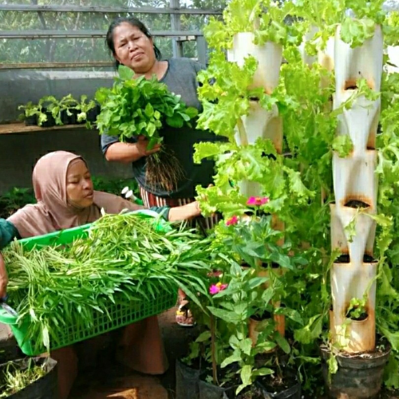 Panen Sayur Di KWT Sinar surya RW 9 Jomblang