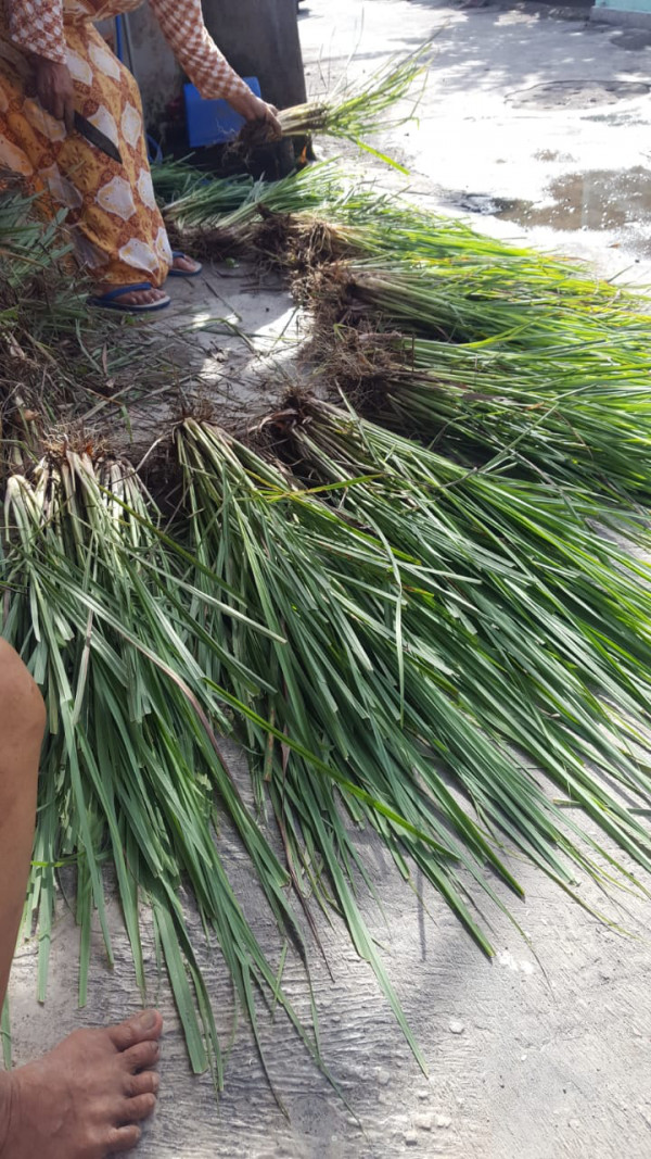 seksi lingkungan, Kegiatan KWT Pembagian bibit Sere dan Jahe Merah untuk tanaman TOGA di padukuhan pringwulung