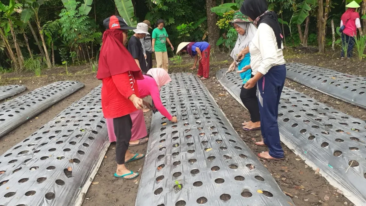 Giat kwt lembayung di lahan menanam pohon lombok timun dan terong