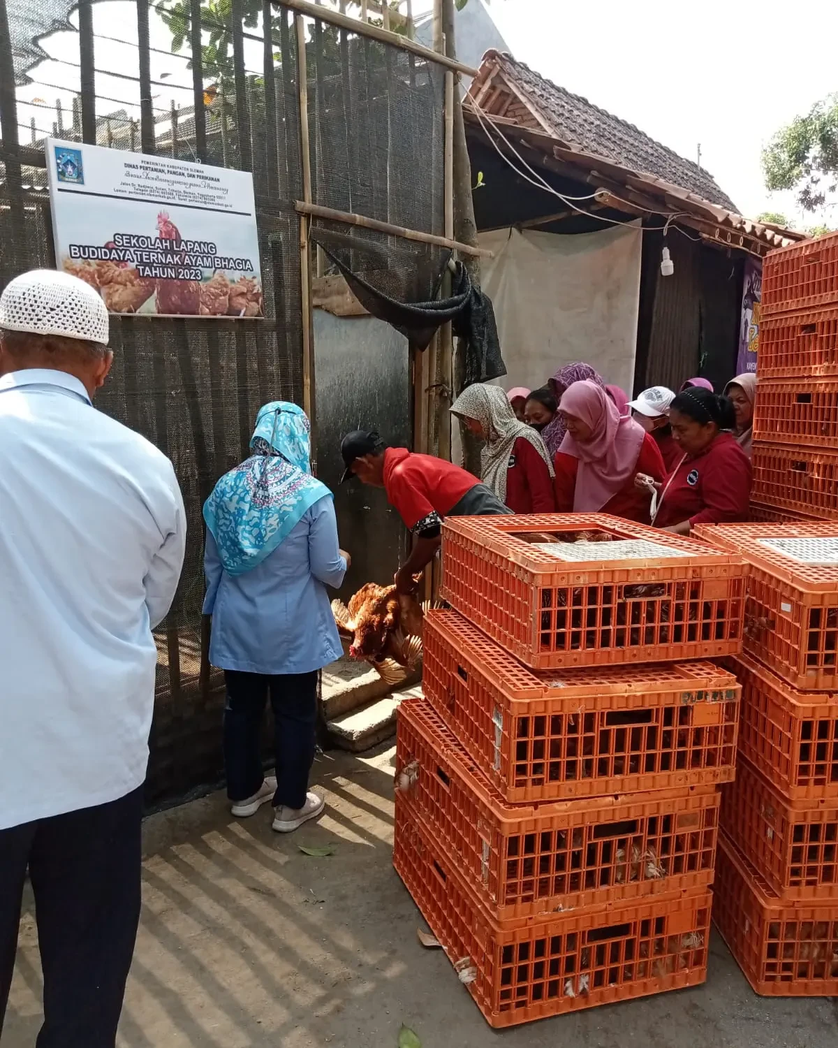 Sekolah Lapang Ayam Bhagia KWT Lembayung