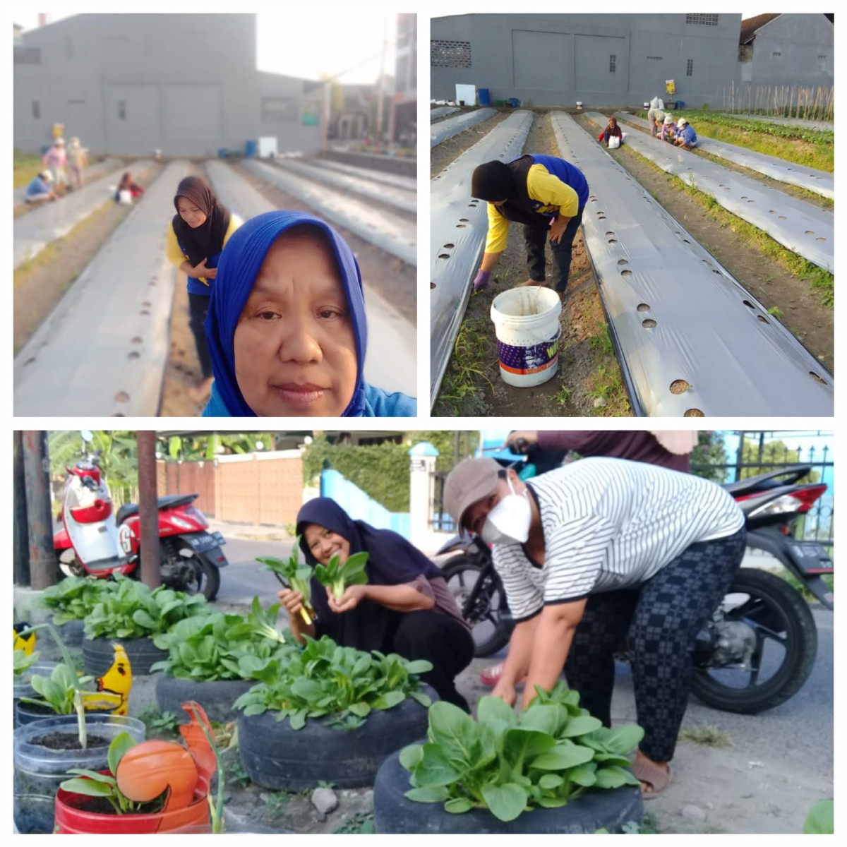 Piket KWT Rabu,  24Juli 2023 , Jam 07.00 -- 09.00 , nyiangi rumput di lahan sebelum ditanami timun beby dan panen caysin di ban