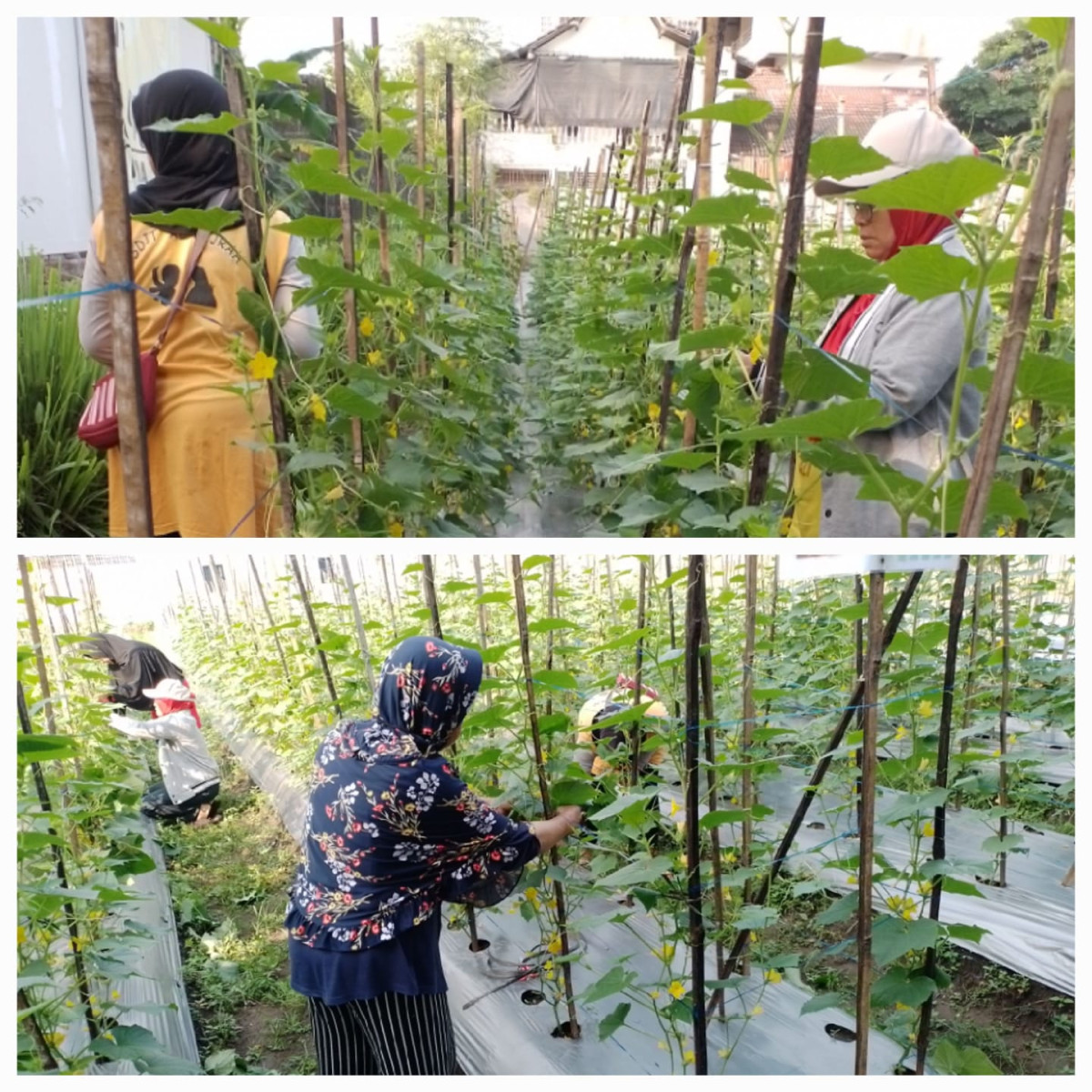 Piket KWT dilaksanakan setiap hari dengan cara bergantian
