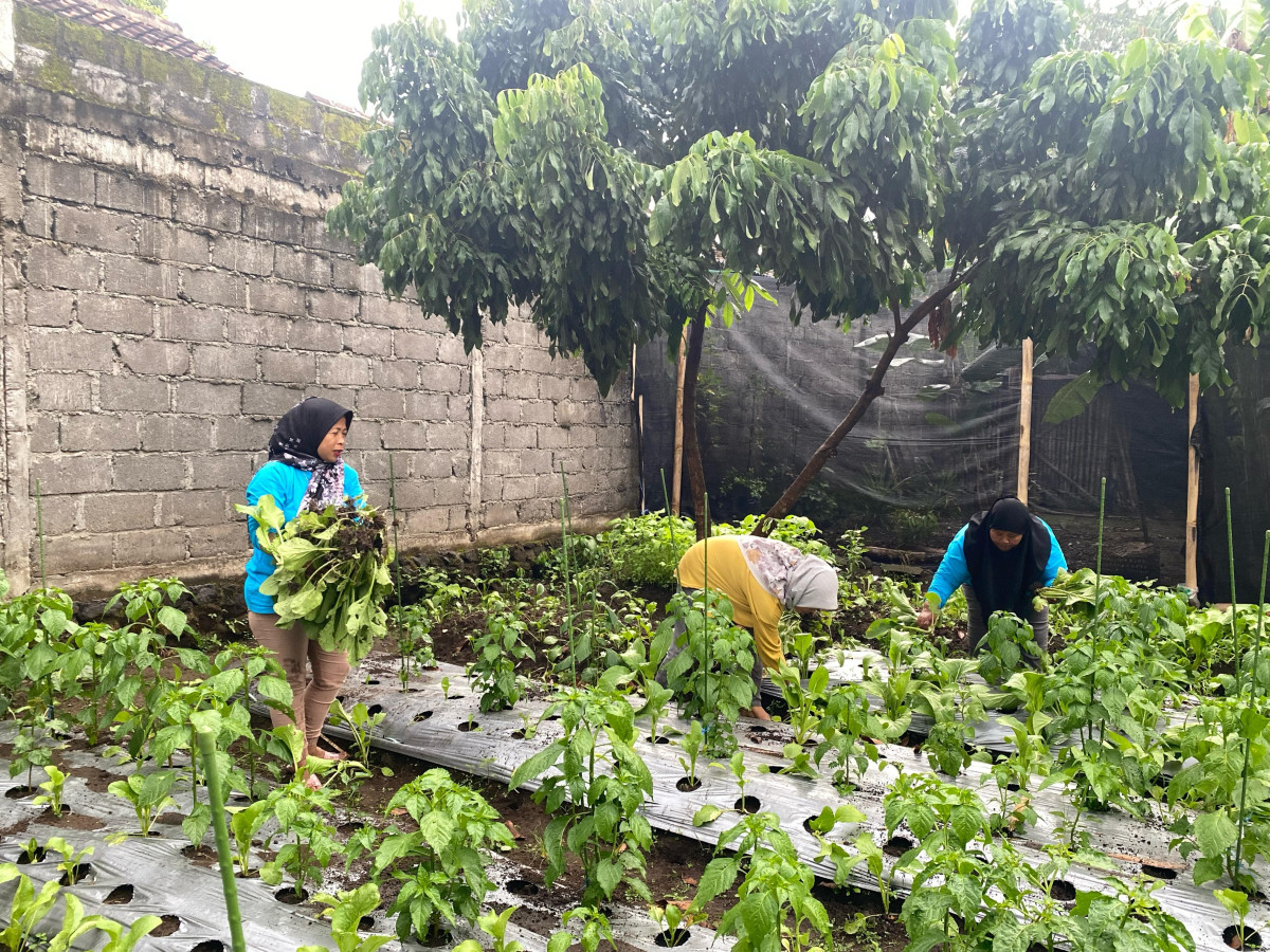 Panen Sawi dan Kangkung di Lahan  Kebun KWT Lestari Gempol